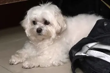 Realistic Puppy in Pajamas Video Vlog