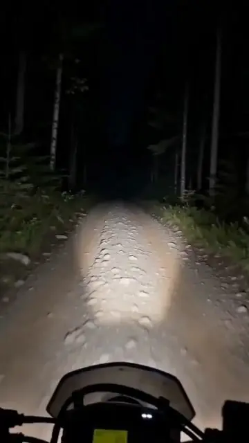 Motorcycle and Bear Forest Encounter
